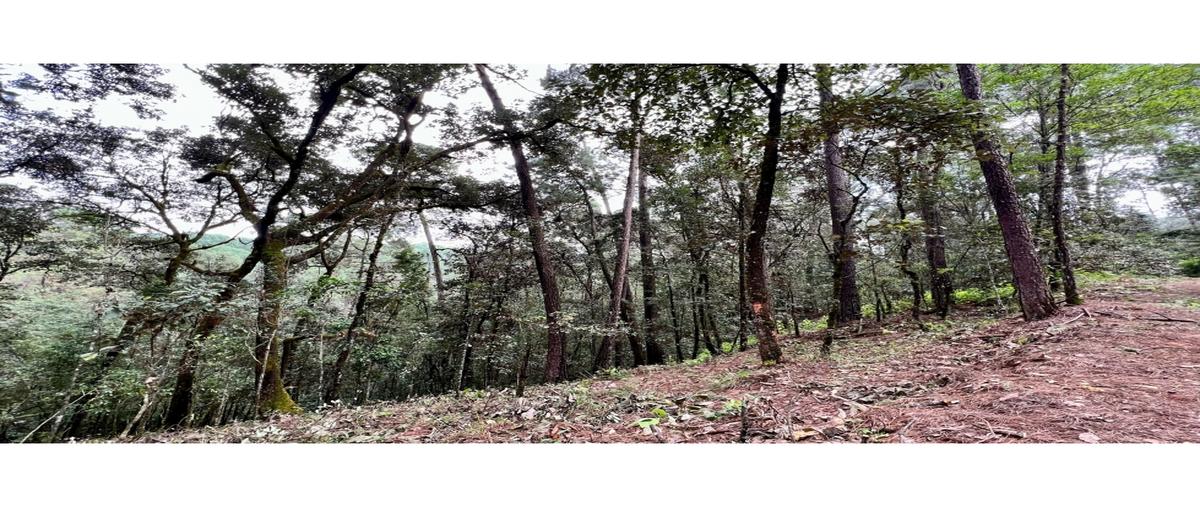 Foto de terreno habitacional en , cerro gordo, valle de bravo, méxico, 27299526 foto 05 Foto de terreno habitacional en venta en , cerro gordo, valle de bravo, méxico, 27299526 No. 05