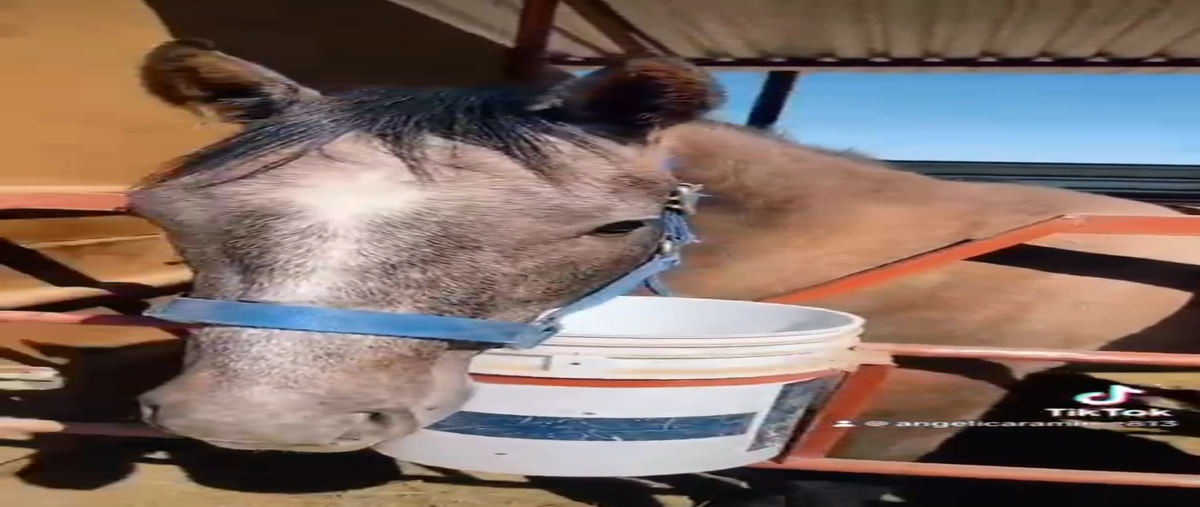 Foto de terreno habitacional en cerro prieto 4, mexicali, baja california , cerro prieto 4, mexicali, baja california, 0 foto 04 Foto de terreno habitacional en venta en cerro prieto 4, mexicali, baja california , cerro prieto 4, mexicali, baja california, 0 No. 04