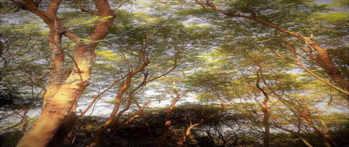 Foto de terreno habitacional en venta en  , cerro prieto, linares, nuevo león, 29305244 No. 05