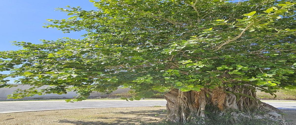 Foto de terreno habitacional en , chablekal, mérida, yucatán, 30882848 foto 03 Foto de terreno habitacional en venta en , chablekal, mérida, yucatán, 30882848 No. 03