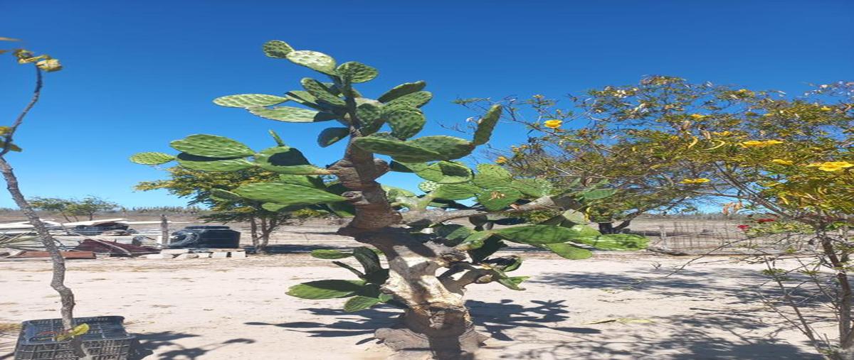 Foto de rancho en venta en  , chametla, la paz, baja california sur, 0 No. 04