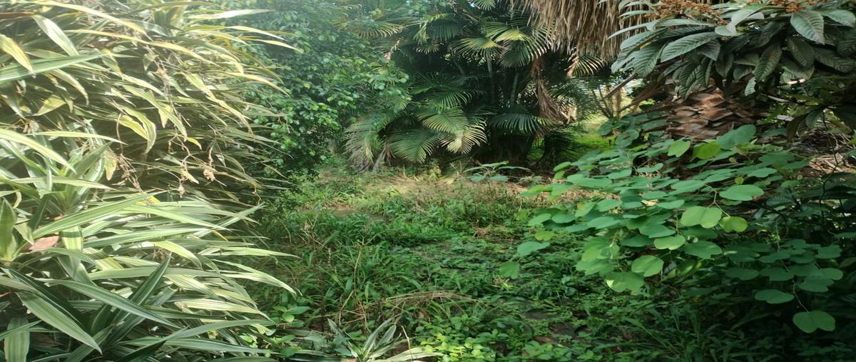 Foto de terreno habitacional en venta en  , chamilpa, cuernavaca, morelos, 0 No. 04