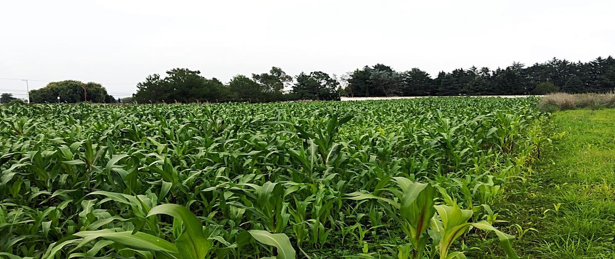 Foto de terreno habitacional en , chapultepec, chapultepec, méxico, 0 foto 03 Foto de terreno habitacional en venta en , chapultepec, chapultepec, méxico, 0 No. 03
