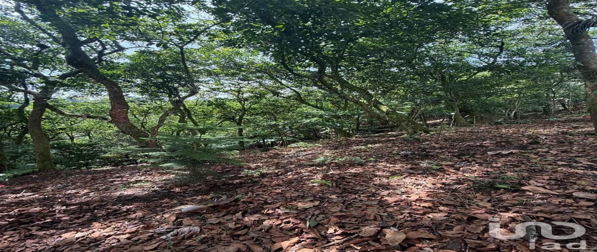 Foto de rancho en venta en chapultepec , ciudad de cuetzalan, cuetzalan del progreso, puebla, 0 No. 03