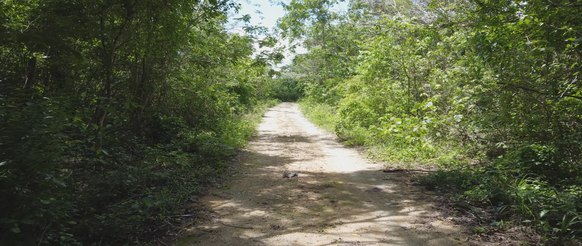 Foto de terreno habitacional en , chemax, chemax, yucatán, 17823399 foto 04 Foto de terreno habitacional en venta en , chemax, chemax, yucatán, 17823399 No. 04