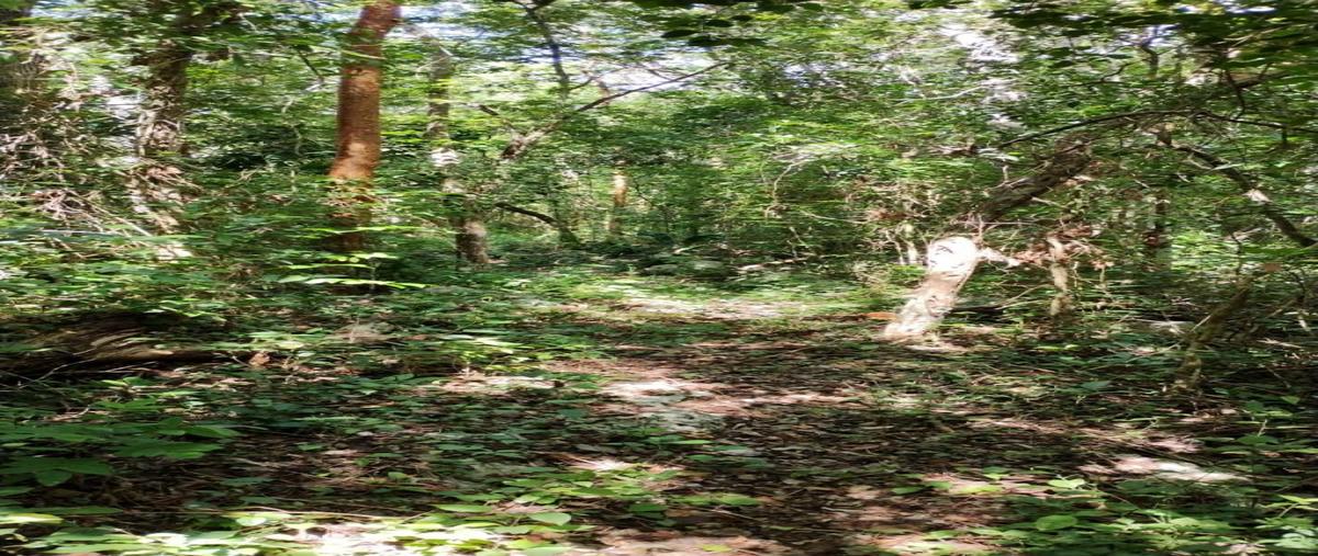Foto de rancho en , chemax, chemax, yucatán, 0 foto 03 Foto de rancho en venta en , chemax, chemax, yucatán, 0 No. 03