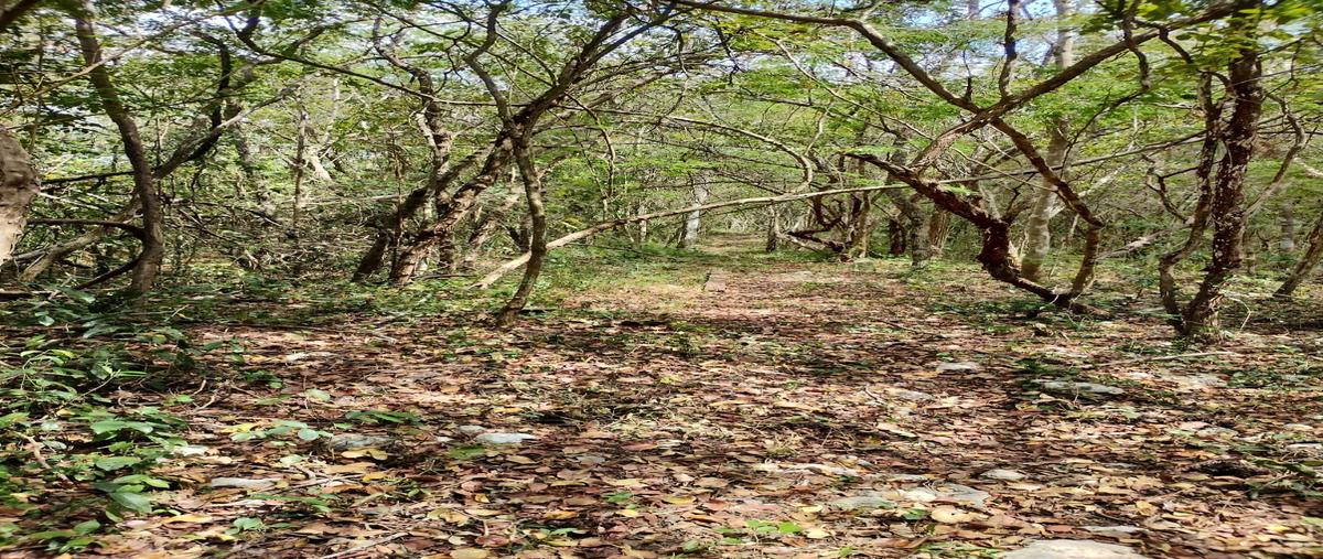 Foto de rancho en , chemax, chemax, yucatán, 0 foto 05 Foto de rancho en venta en , chemax, chemax, yucatán, 0 No. 05