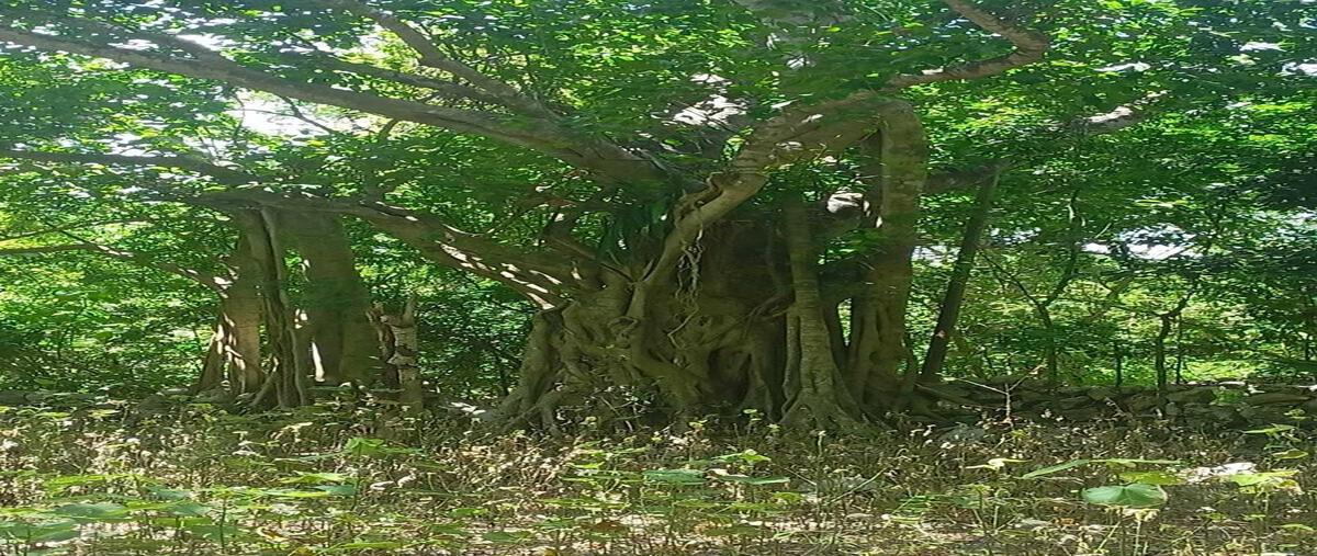 Foto de rancho en venta en  , chemax, chemax, yucatán, 0 No. 04