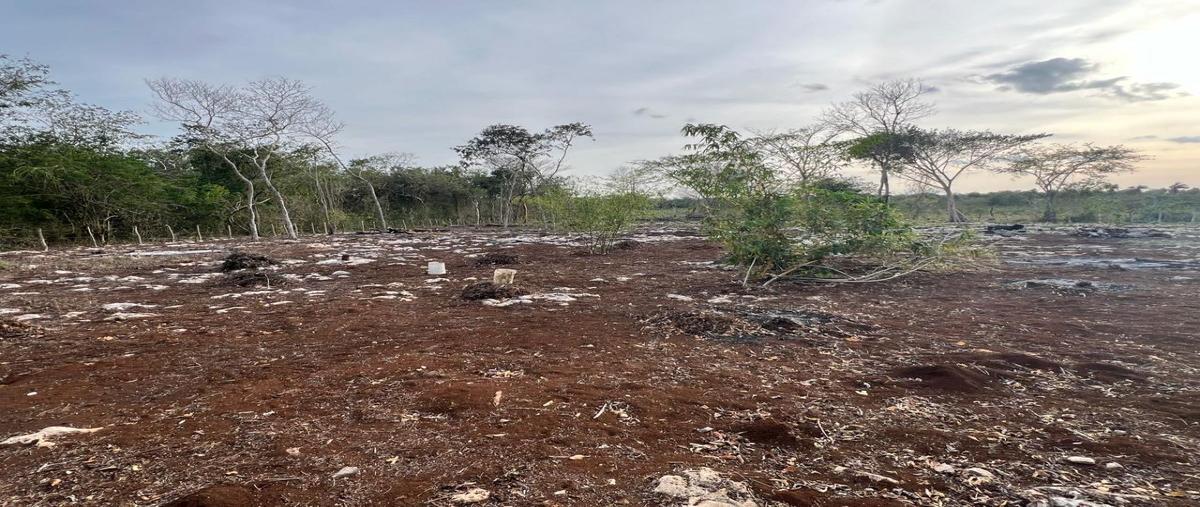 Foto de terreno habitacional en venta en  , chenkeken, tizimín, yucatán, 28026449 No. 05