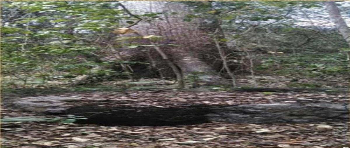 Foto de terreno habitacional en venta en  , chetumal (internacional de chetumal), othón p. blanco, quintana roo, 0 No. 03