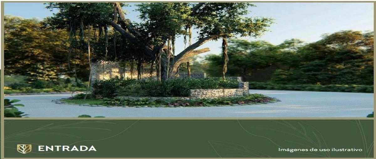 Foto de terreno habitacional en venta en  , chicxulub, chicxulub pueblo, yucatán, 26616698 No. 04