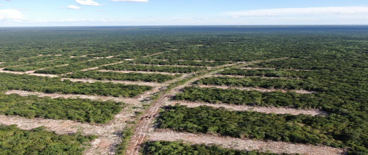 Foto de terreno habitacional en , chicxulub, chicxulub pueblo, yucatán, 0 foto 02 Foto de terreno habitacional en venta en , chicxulub, chicxulub pueblo, yucatán, 0 No. 02