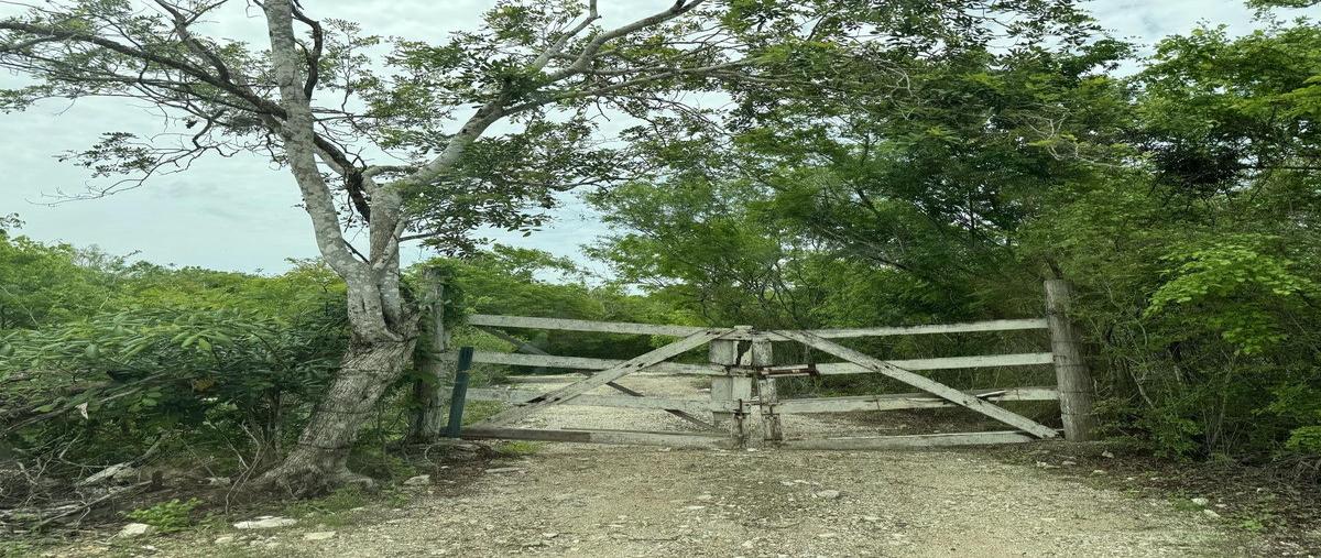Foto de terreno habitacional en venta en  , chicxulub puerto, progreso, yucatán, 30548070 No. 03