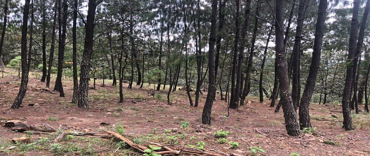 Foto de terreno habitacional en venta en  , chiquilistlan, chiquilistlán, jalisco, 0 No. 03