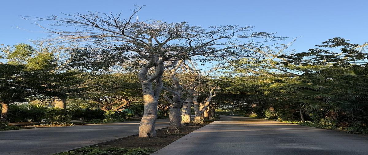 Foto de terreno habitacional en venta en  , cholul, mérida, yucatán, 30698773 No. 05