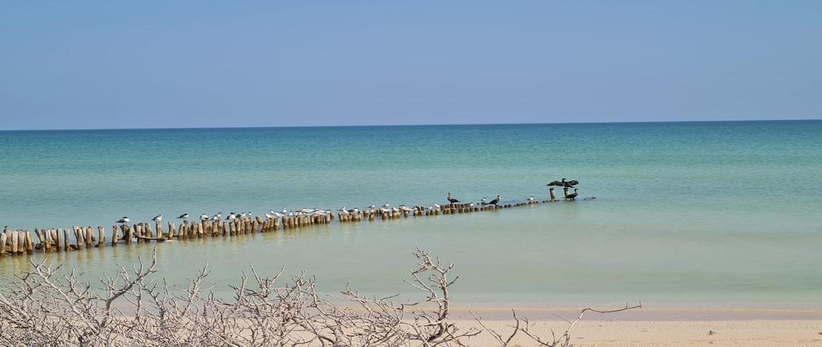 Foto de terreno habitacional en venta en  , chuburna puerto, progreso, yucatán, 31316725 No. 05