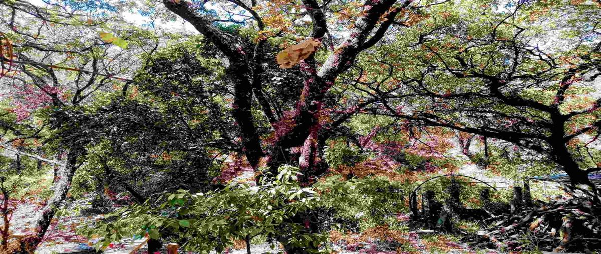 Foto de terreno habitacional en venta en cipres 100, los ocotes, tepoztlán, morelos, 26358952 No. 04