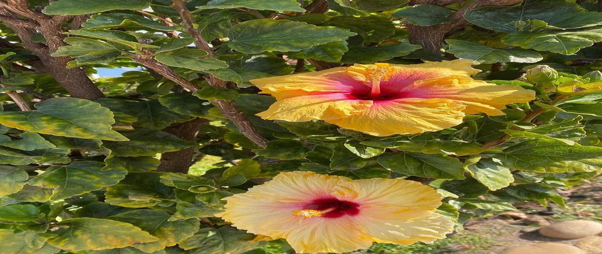 Foto de casa en venta en circ vehicular , rancho el descanso, playas de rosarito, baja california, 31082040 No. 04