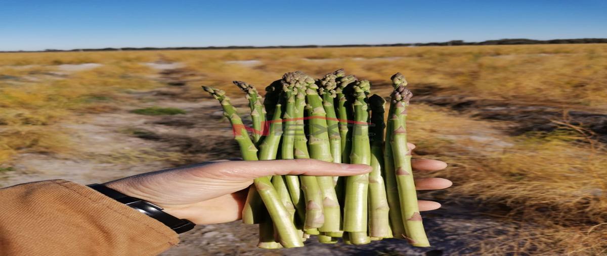 Foto de rancho en venta en ciudad acuña centro 0, ciudad acuña centro, acuña, coahuila de zaragoza, 22184822 No. 03
