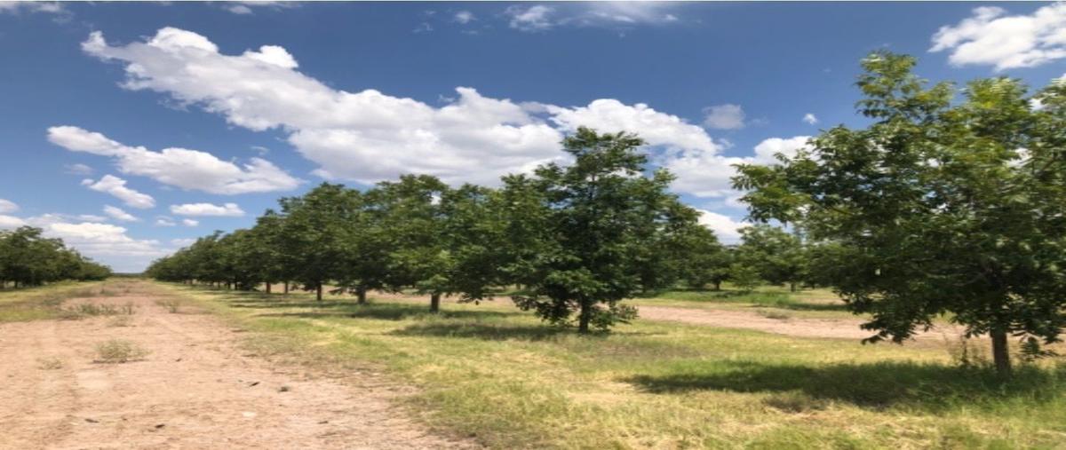 Foto de rancho en venta en  , ciudad camargo centro, camargo, chihuahua, 23999817 No. 04