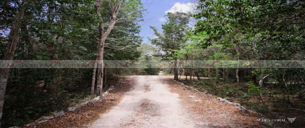 Foto de terreno habitacional en venta en ciudad chemuyil , ciudad chemuyil, tulum, quintana roo, 26224278 No. 05