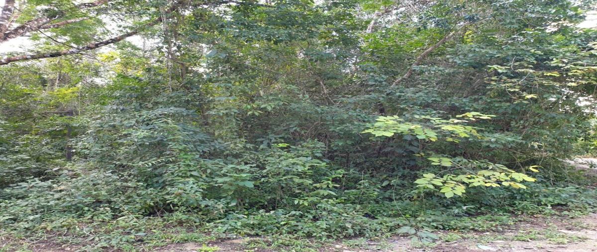 Foto de terreno habitacional en venta en  , ciudad chemuyil, tulum, quintana roo, 0 No. 05