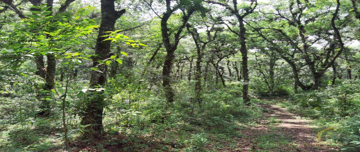 Foto de terreno habitacional en , coacoatzintla, coacoatzintla, veracruz de ignacio de la llave, 29816750 foto 01 Foto de terreno habitacional en venta en , coacoatzintla, coacoatzintla, veracruz de ignacio de la llave, 29816750 No. 01