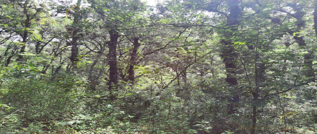 Foto de terreno habitacional en , coacoatzintla, coacoatzintla, veracruz de ignacio de la llave, 29816750 foto 04 Foto de terreno habitacional en venta en , coacoatzintla, coacoatzintla, veracruz de ignacio de la llave, 29816750 No. 04