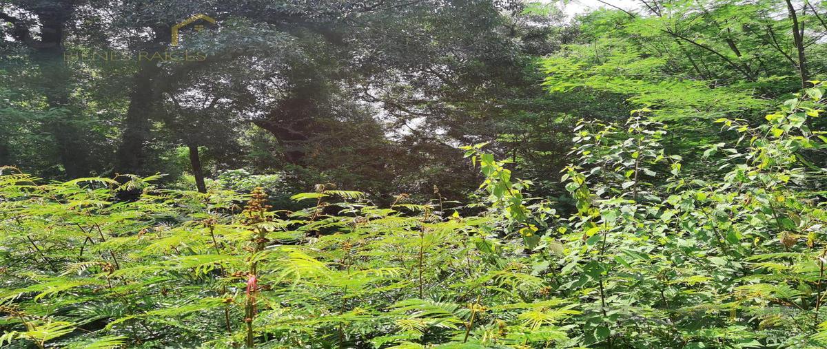 Foto de terreno habitacional en , coacoatzintla, coacoatzintla, veracruz de ignacio de la llave, 0 foto 05 Foto de terreno habitacional en venta en , coacoatzintla, coacoatzintla, veracruz de ignacio de la llave, 0 No. 05