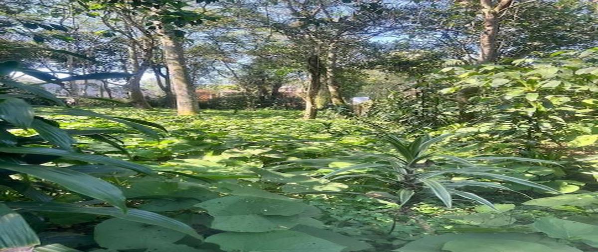 Foto de terreno habitacional en venta en  , coatepec centro, coatepec, veracruz de ignacio de la llave, 0 No. 03