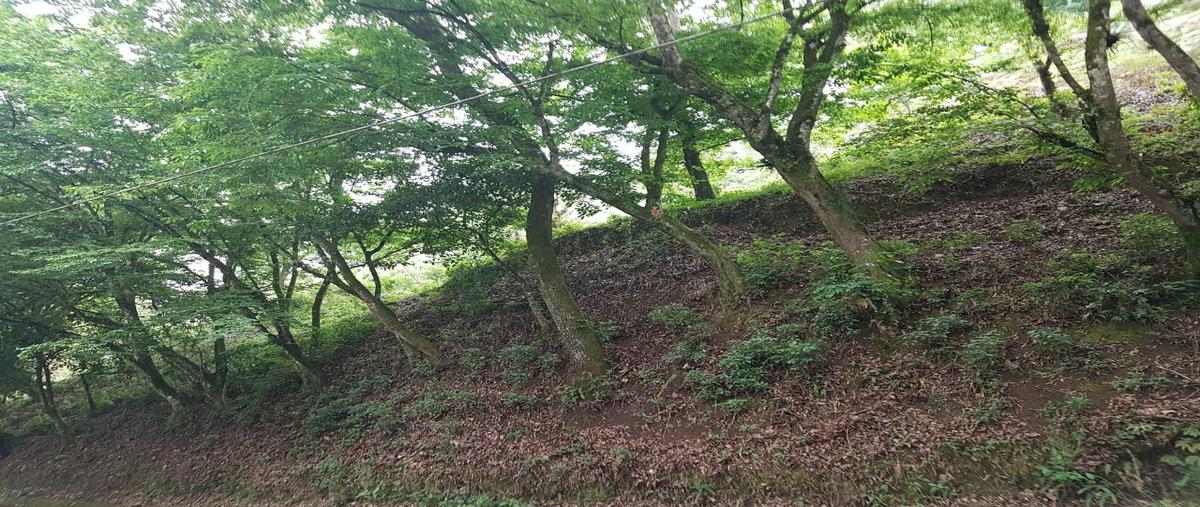 Foto de terreno habitacional en , coatepec centro, coatepec, veracruz de ignacio de la llave, 0 foto 05 Foto de terreno habitacional en venta en , coatepec centro, coatepec, veracruz de ignacio de la llave, 0 No. 05