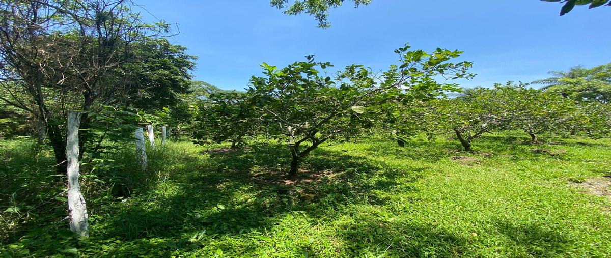 Foto de terreno habitacional en venta en  , coatepec centro, coatepec, veracruz de ignacio de la llave, 0 No. 03