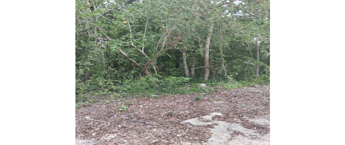 Foto de terreno habitacional en venta en  , coba, tulum, quintana roo, 0 No. 03