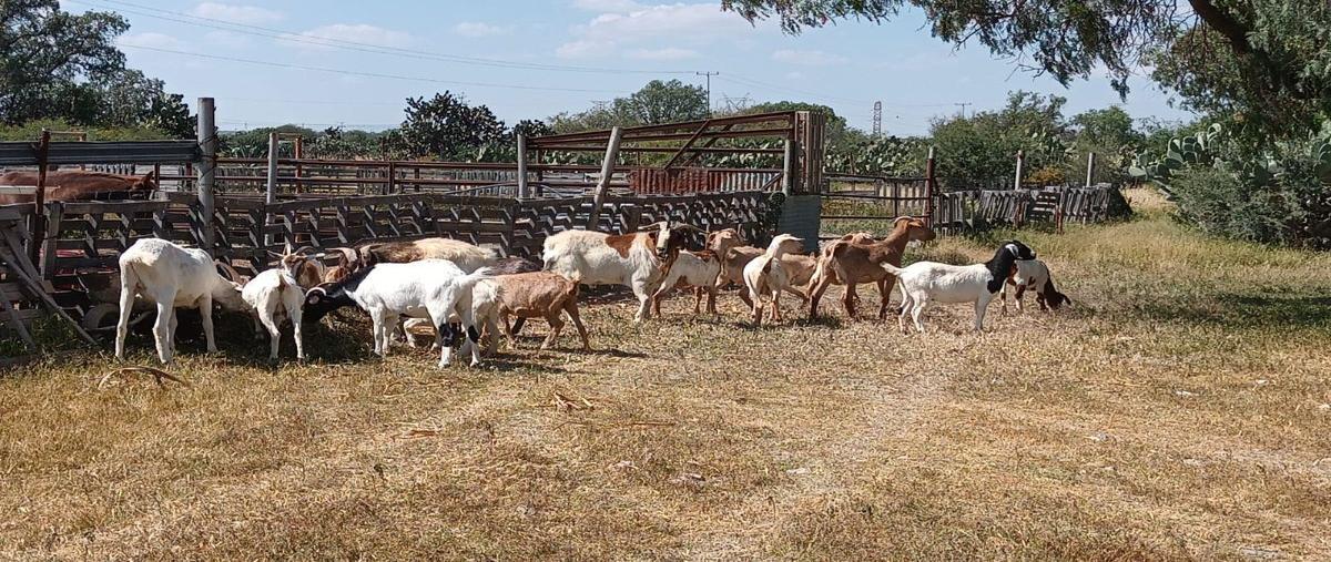 Foto de rancho en venta en  , colinas de santa rosa, querétaro, querétaro, 28016551 No. 03