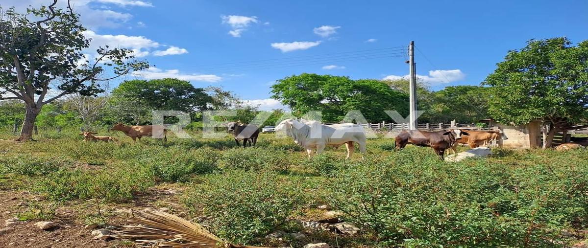 Foto de rancho en venta en colonia yucatán , rio lagartos, río lagartos, yucatán, 0 No. 05