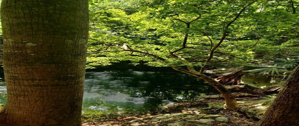 Foto de terreno habitacional en , colonia yucatán, tizimín, yucatán, 27596243 foto 03 Foto de terreno habitacional en venta en , colonia yucatán, tizimín, yucatán, 27596243 No. 03