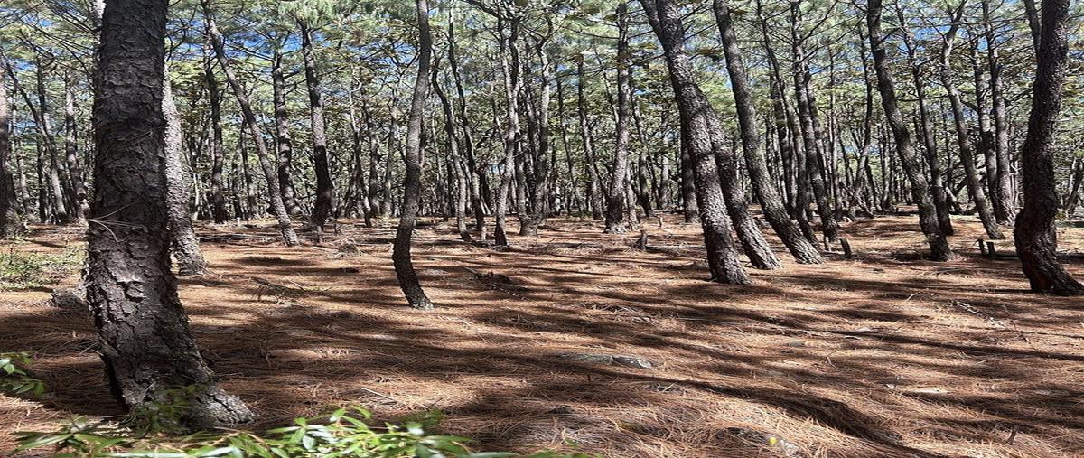 Foto de terreno habitacional en condor , tapalpa, tapalpa, jalisco, 0 foto 02 Foto de terreno habitacional en venta en condor , tapalpa, tapalpa, jalisco, 0 No. 02