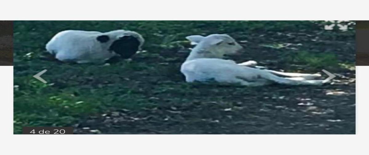 Foto de terreno habitacional en venta en  , congregación calles, montemorelos, nuevo león, 0 No. 04