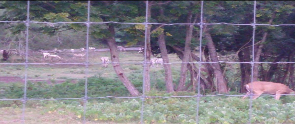 Foto de terreno habitacional en , congregación calles, montemorelos, nuevo león, 27595969 foto 04 Foto de terreno habitacional en venta en , congregación calles, montemorelos, nuevo león, 27595969 No. 04