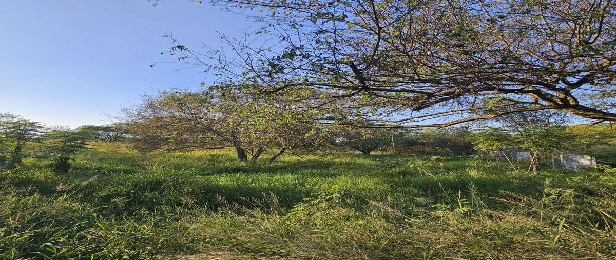 Foto de terreno habitacional en venta en  , congregación calles, montemorelos, nuevo león, 0 No. 05