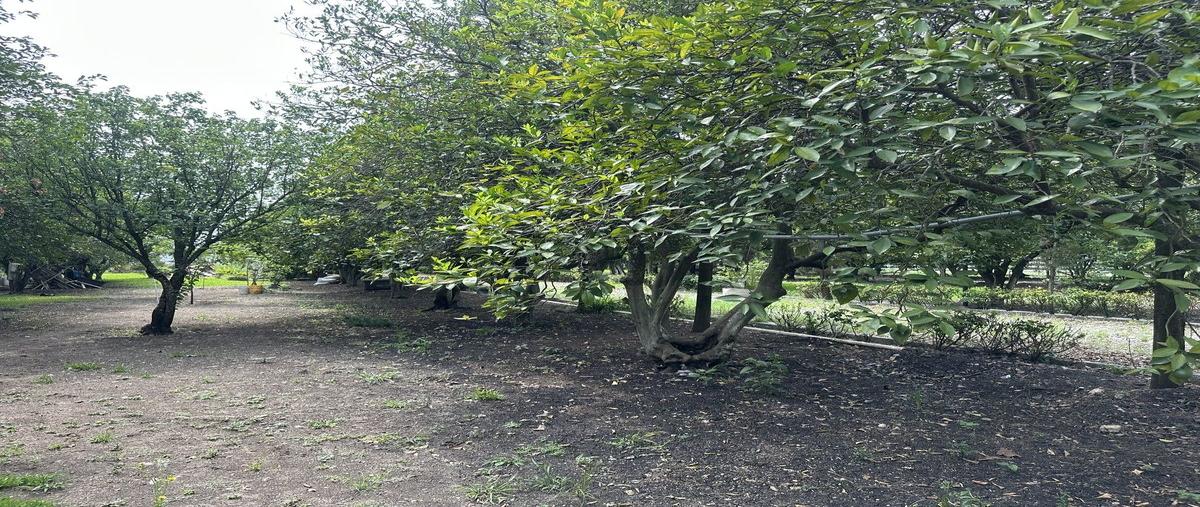 Foto de rancho en venta en  , congregación calles, montemorelos, nuevo león, 0 No. 05