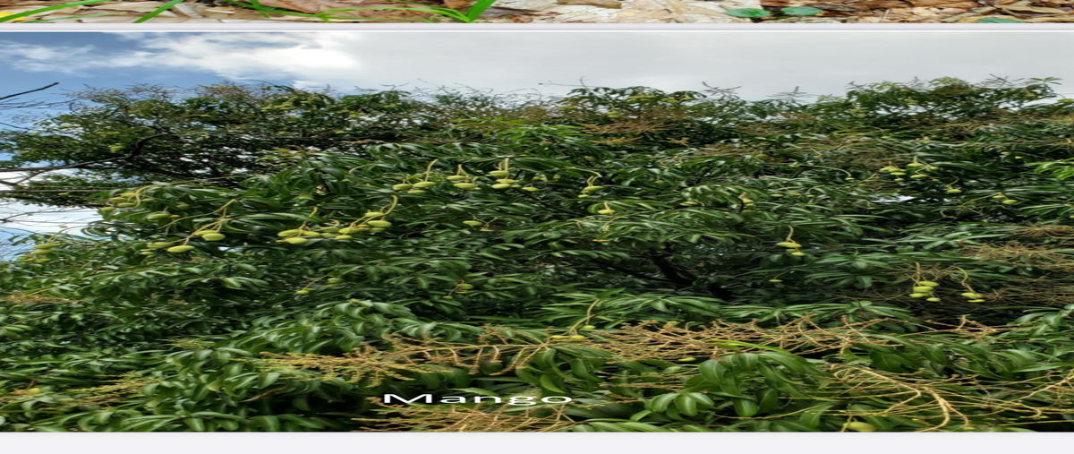 Foto de rancho en venta en conocida , 18 de octubre, tapachula, chiapas, 30380668 No. 05