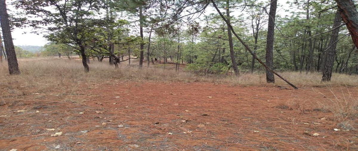 Foto de terreno habitacional en venta en conocida , telpintla, temascaltepec, méxico, 21379733 No. 04