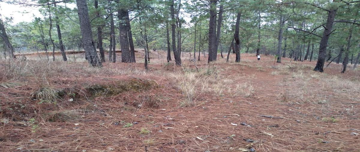 Foto de terreno habitacional en venta en conocida , telpintla, temascaltepec, méxico, 21379733 No. 05