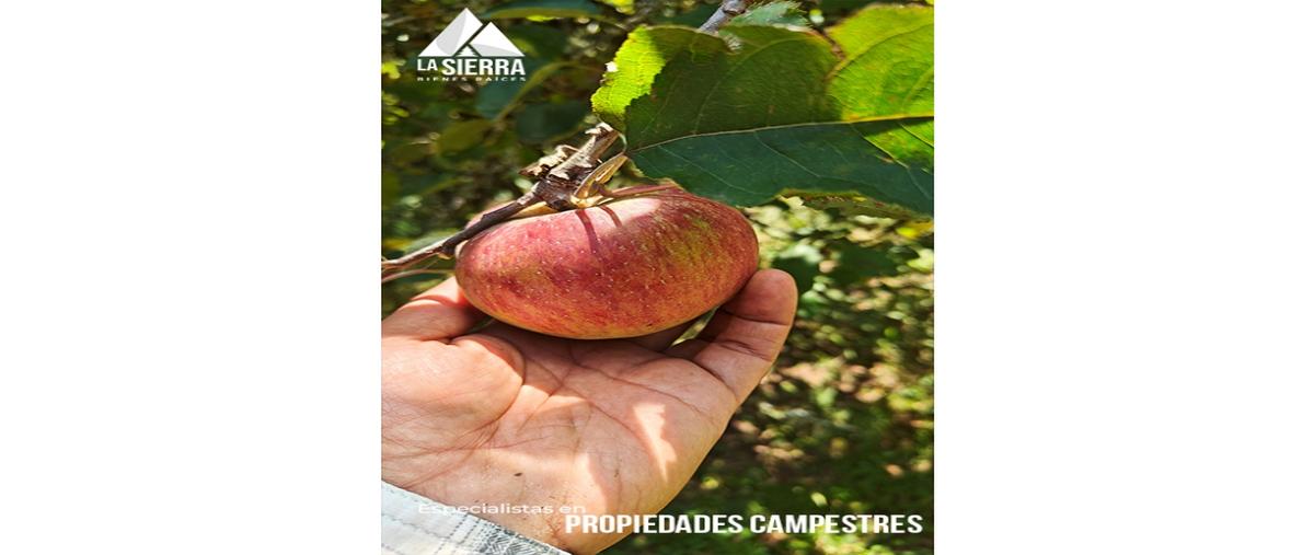 Foto de terreno habitacional en venta en  , cosamaloapan, chiconcuautla, puebla, 0 No. 04