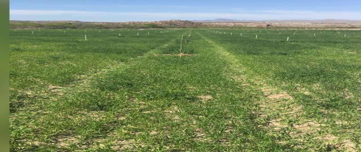 Foto de rancho en venta en  , coyame, coyame del sotol, chihuahua, 0 No. 04