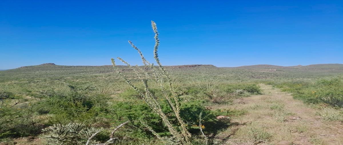Foto de rancho en venta en  , coyame, coyame del sotol, chihuahua, 28662666 No. 03