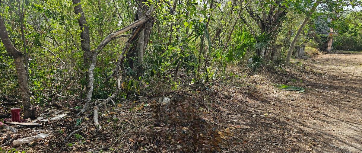 Foto de terreno habitacional en venta en cozumel , cozumel centro, cozumel, quintana roo, 30004024 No. 03