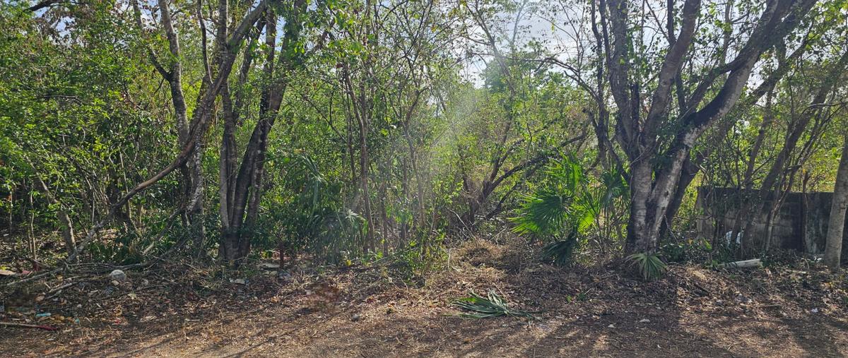 Foto de terreno habitacional en venta en cozumel , cozumel centro, cozumel, quintana roo, 30004024 No. 05