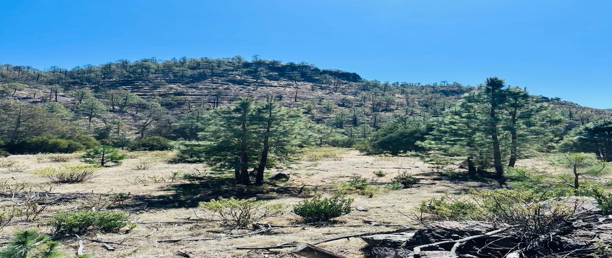 Foto de rancho en venta en  , crucero, guerrero, chihuahua, 0 No. 04